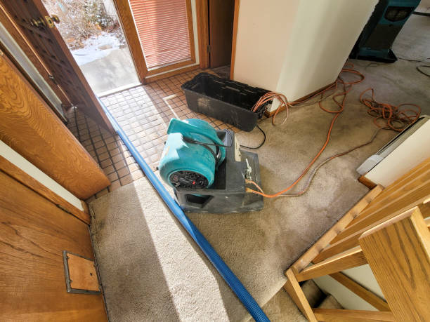Best Water damage restoration mold remediation  in Elbow Lake, MN