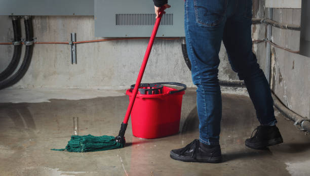 Best Local water damage restoration  in Elbow Lake, MN