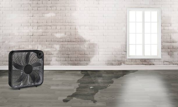 Best 24-hour water damage restoration  in Elbow Lake, MN